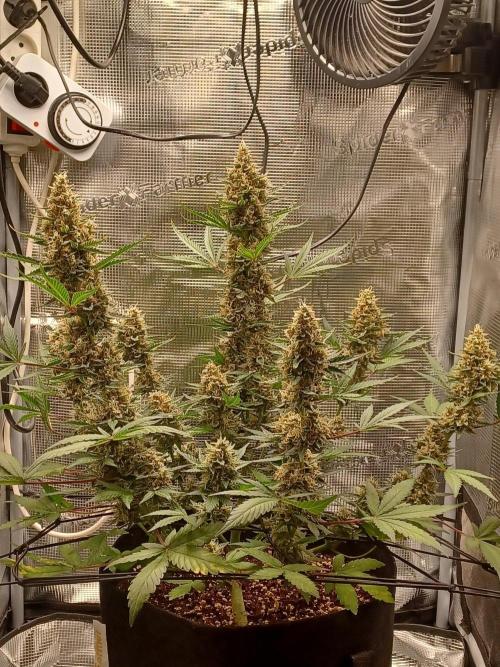 SPECIAL QUEEN #1 AUTO. Week 9