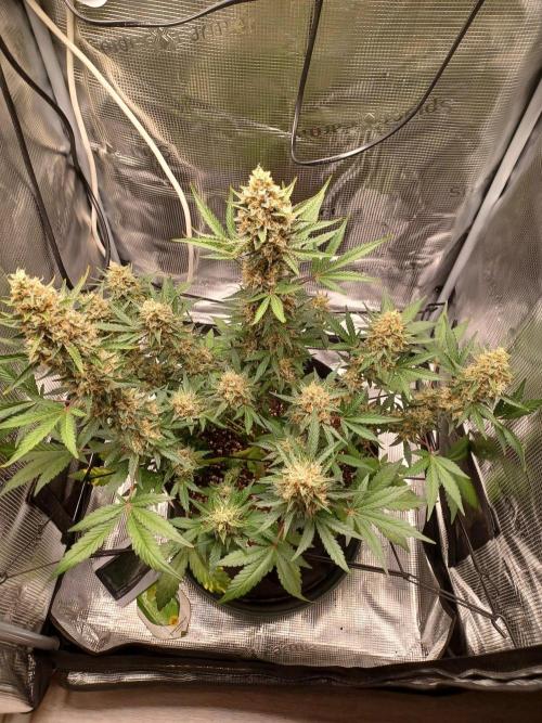 SPECIAL QUEEN #1 AUTO. Week 9