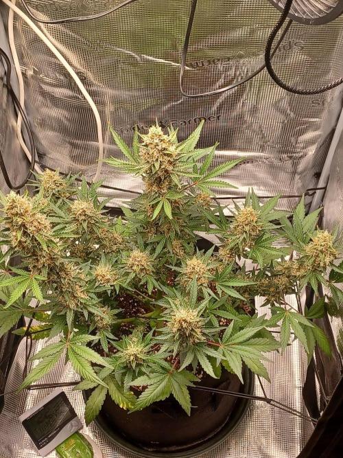 SPECIAL QUEEN #1 AUTO. Week 9