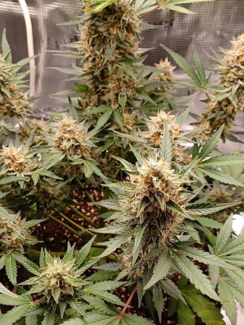SPECIAL QUEEN #1 AUTO. Week 9