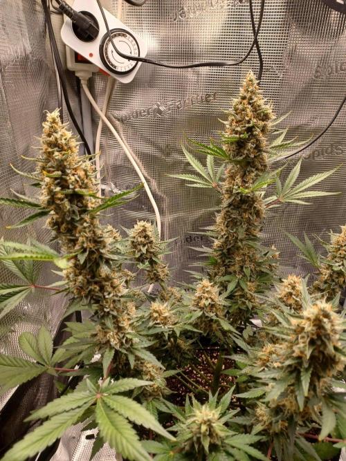 SPECIAL QUEEN #1 AUTO. Week 9