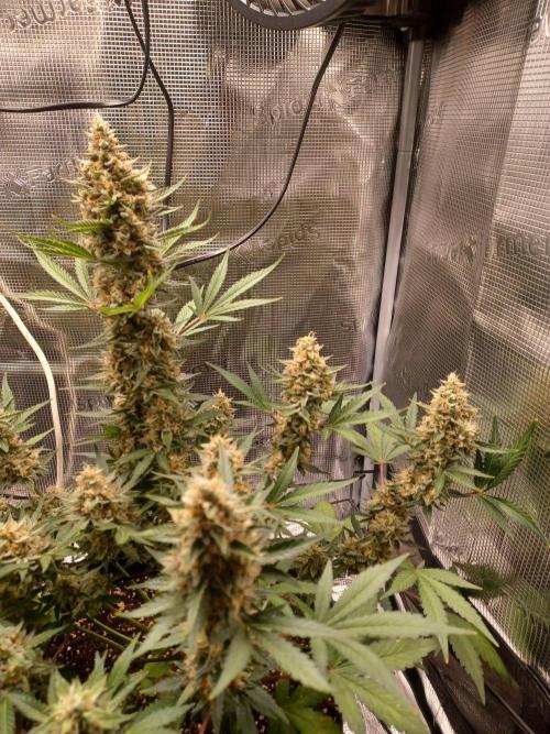 SPECIAL QUEEN #1 AUTO. Week 9