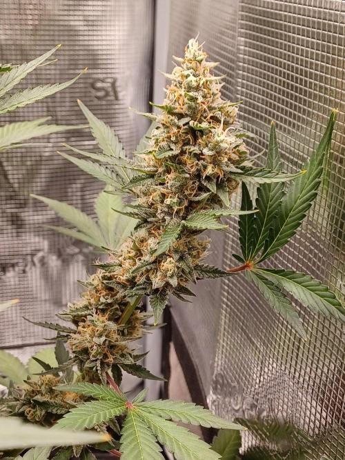 SPECIAL QUEEN #1 AUTO. Week 9