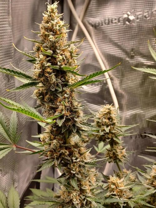 SPECIAL QUEEN #1 AUTO. Week 9