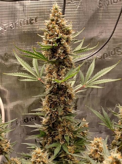 SPECIAL QUEEN #1 AUTO. Week 9