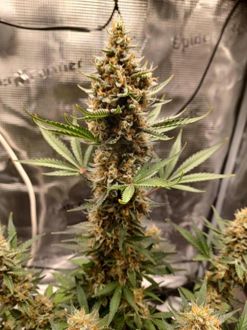 SPECIAL QUEEN #1 AUTO. Week 9