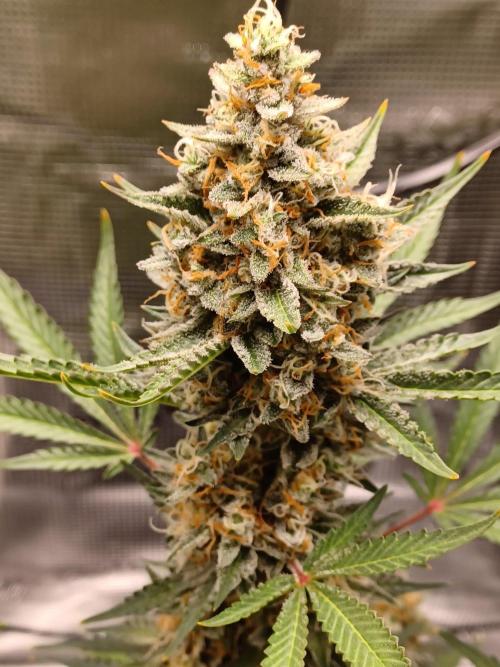 SPECIAL QUEEN #1 AUTO. Week 9
