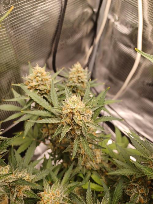 SPECIAL QUEEN #1 AUTO. Week 9