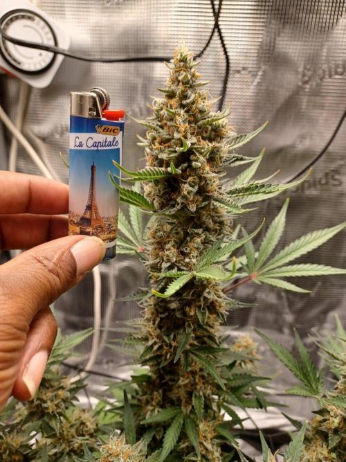 SPECIAL QUEEN #1 AUTO. Week 9