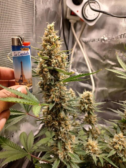 SPECIAL QUEEN #1 AUTO. Week 9