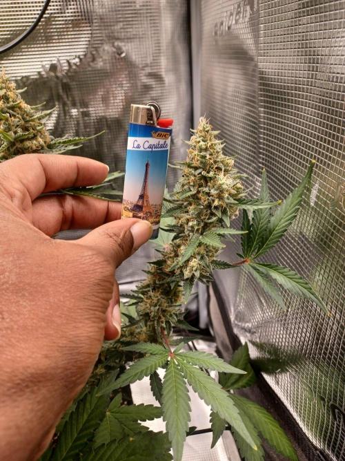 SPECIAL QUEEN #1 AUTO. Week 9