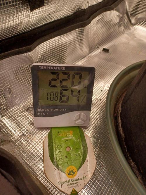 SPECIAL QUEEN #1 AUTO. Week 9