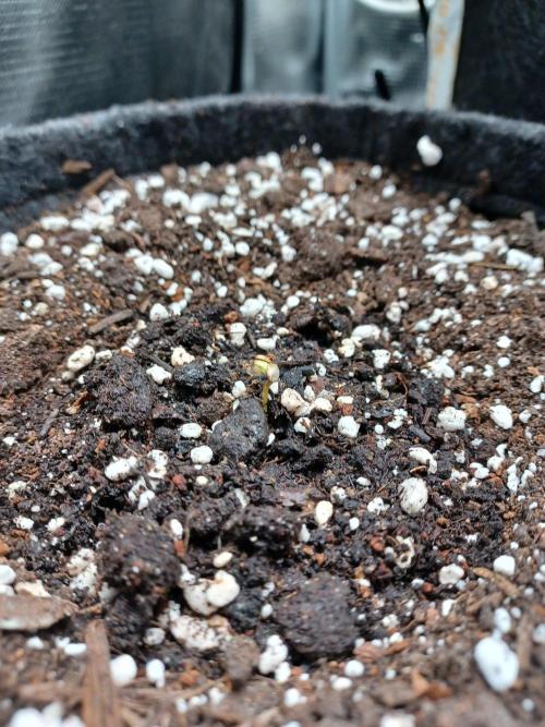 Two royal cookies 🍪. Week 0