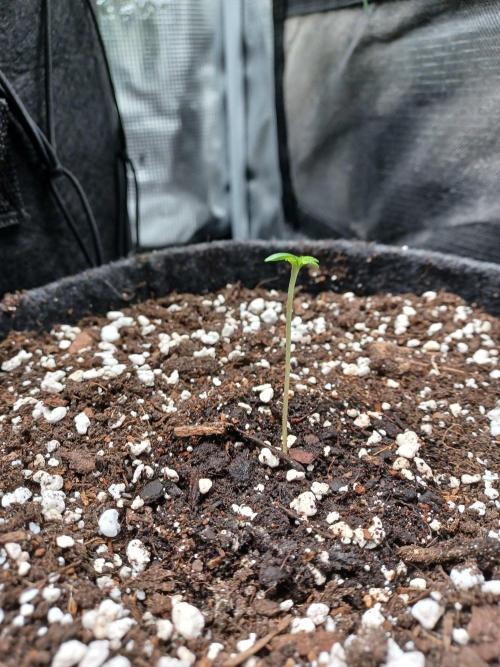 Two royal cookies 🍪. Week 0