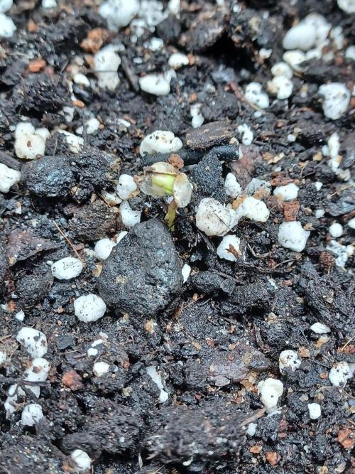 Two royal cookies 🍪. Week 0
