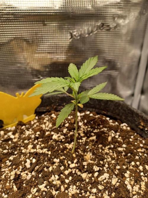 Two royal cookies 🍪. Week 3