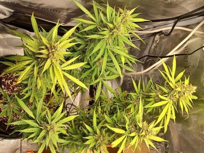 2nd cookies gelato auto. Week 11