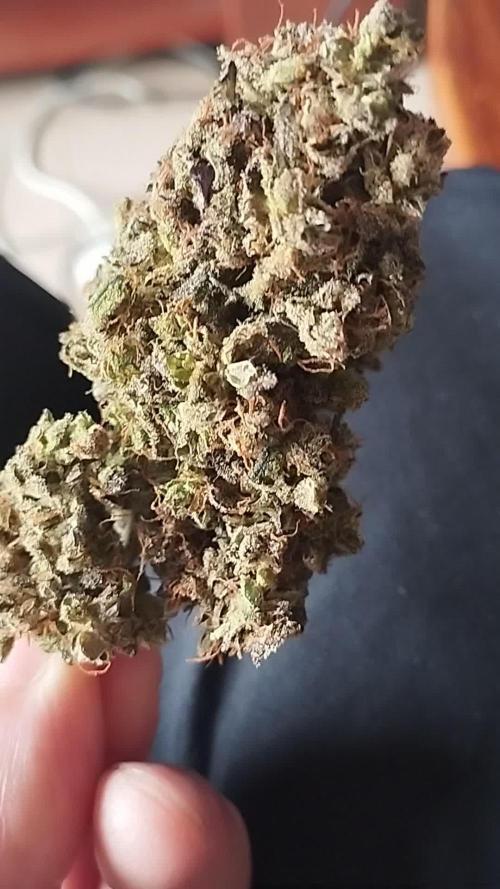 Royal Critical auto