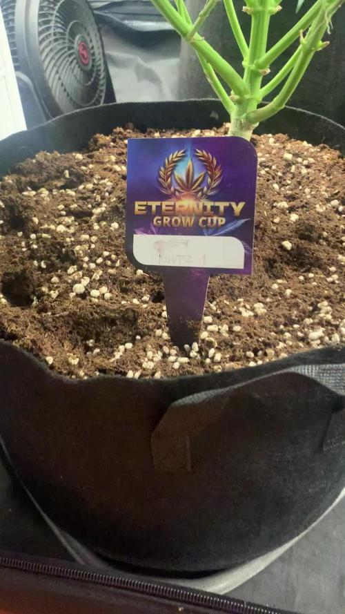 Runtz #Eternity Cup
