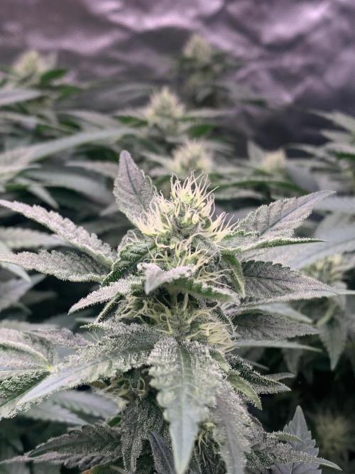 Mataro blue. Week 16 - 4/11 - D110 (D29 flowering)