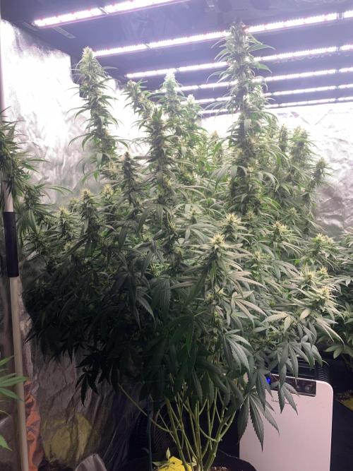 Kiss 2. Week 13 - 4/11 - D94 (D29 flowering)