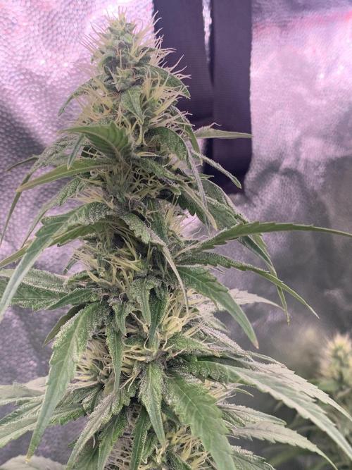 Kiss 2. Week 13 - 4/11 - D94 (D29 flowering)