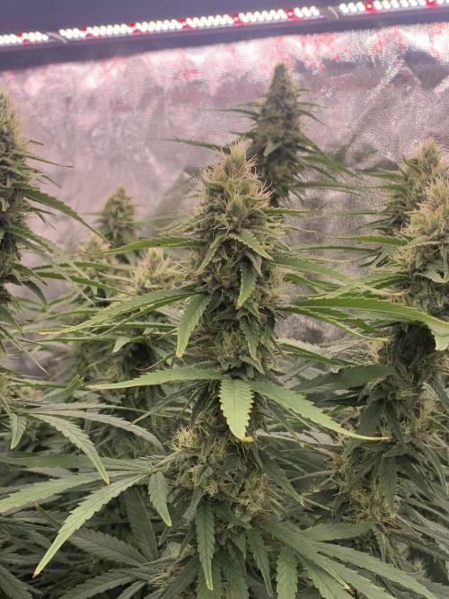 Kiss by kannabia. Week 13 - 4/11 - D98 ( D29 flowering