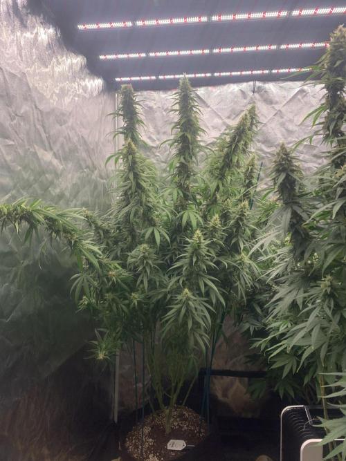 Kiss 2. Week 14 - 12/11  - D102 (D37 flowering)