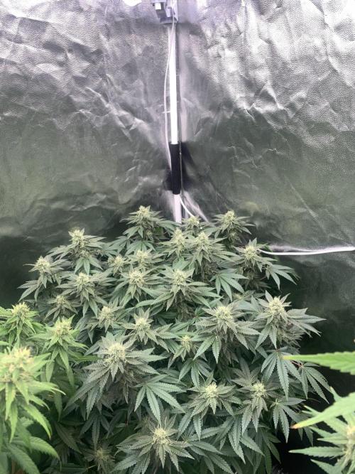 Mataro blue. Week 17 - 12/11 - D118 ( D37 flowering)