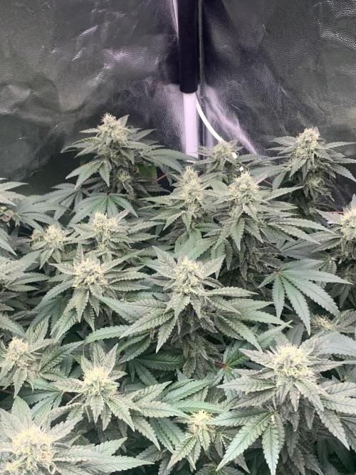 Mataro blue. Week 17 - 12/11 - D118 ( D37 flowering)