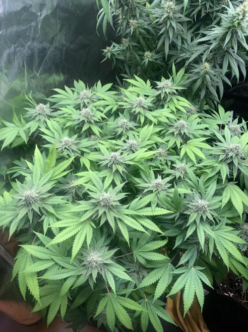 Mataro #2. Week 14 - 12/11 - D100 (D37 flowering)