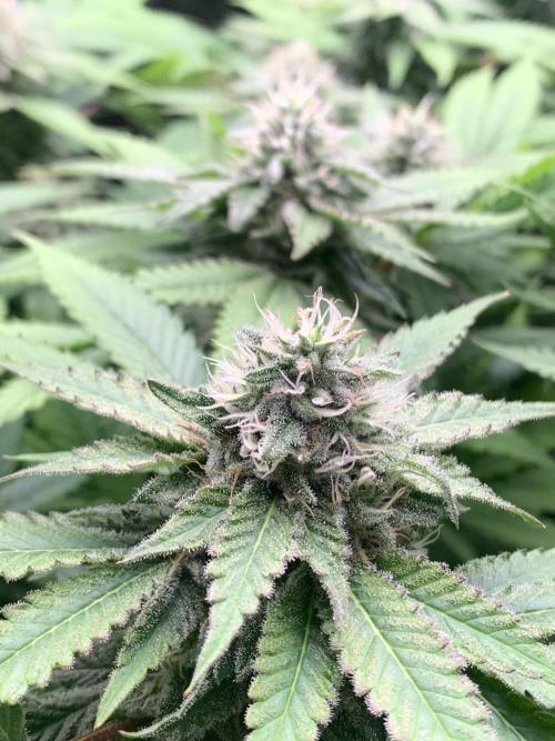 Mataro #2. Week 14 - 12/11 - D100 (D37 flowering)