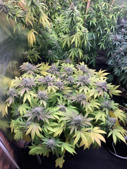 Mataro #2. Week 16 - 28/11 - D116 (D53)