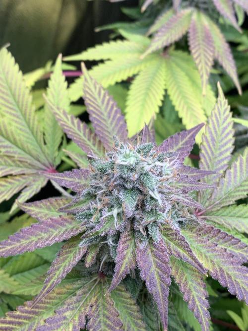 Mataro #2. Week 16 - 28/11 - D116 (D53)