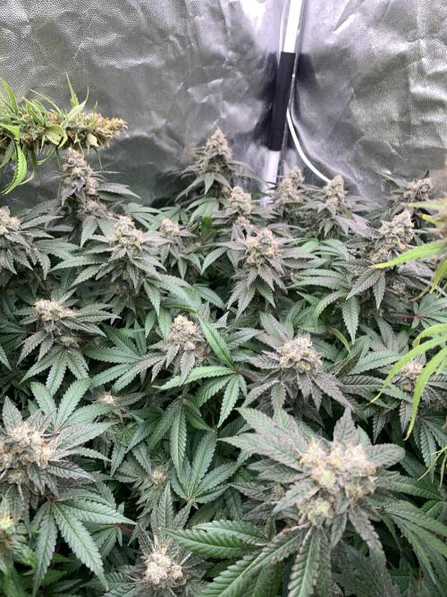 Mataro blue. Week 20 - 28/11 - D134 (D53 flowering)