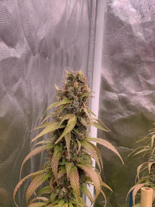 Kiss 2. Week 16 - 28/11 - D118 (D53)