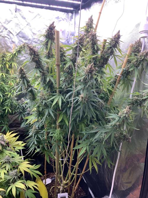 Kiss by kannabia. Week 17 - 28/11 - D122 (D53 flowering)