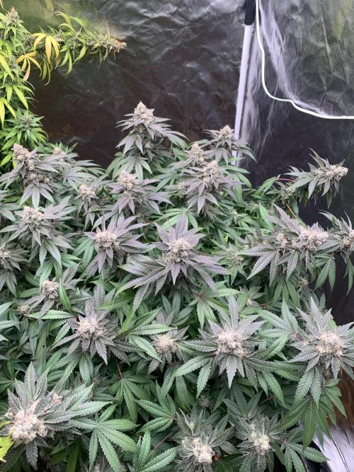 Mataro blue. Week 20 - 1/12 - D137 (D56 flowering)