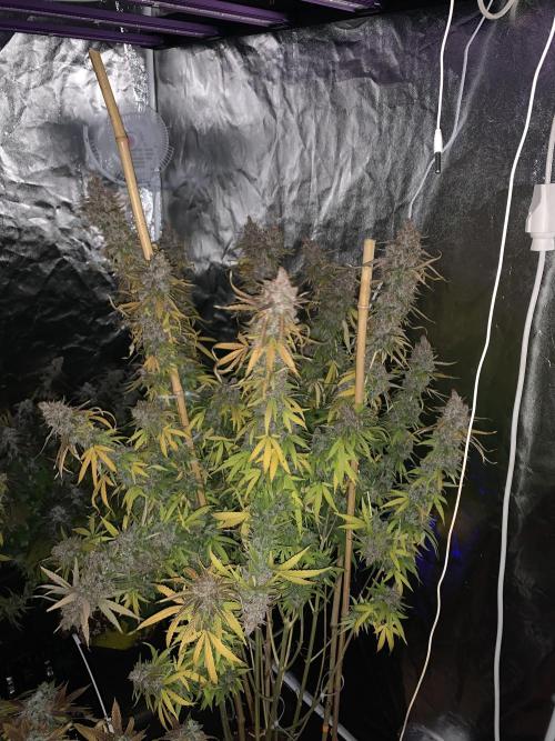 Kiss by kannabia. Week 18 - 9/11 - D133 (D64 flower)