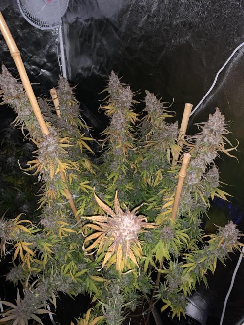 Kiss by kannabia. Week 18 - 9/11 - D133 (D64 flower)