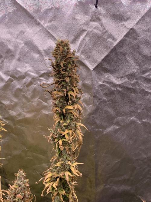 Kiss 2. Week 19 - 15/12 - D135 (D70 flowering) harvest day!
