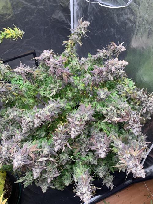 Mataro blue. Week 22 - 15/12 - D151(D70 flowering) harvest day!