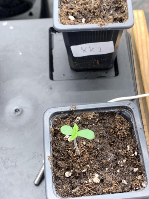 Eternity Grow Cup 2. Week 0 - 14/02 - D3 #SB1