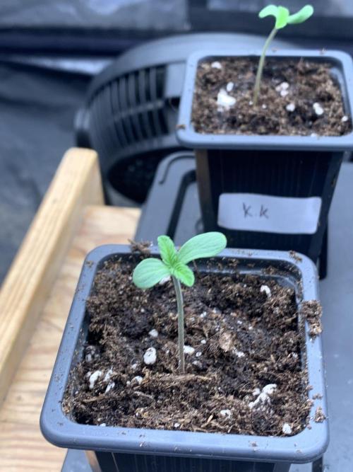 Eternity Grow Cup 2. Week 0 - 14/02 - D3 #SB2