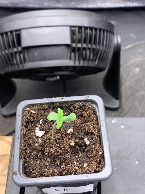 Kritikal K. Week 0 - 14/02 - D3 #K1