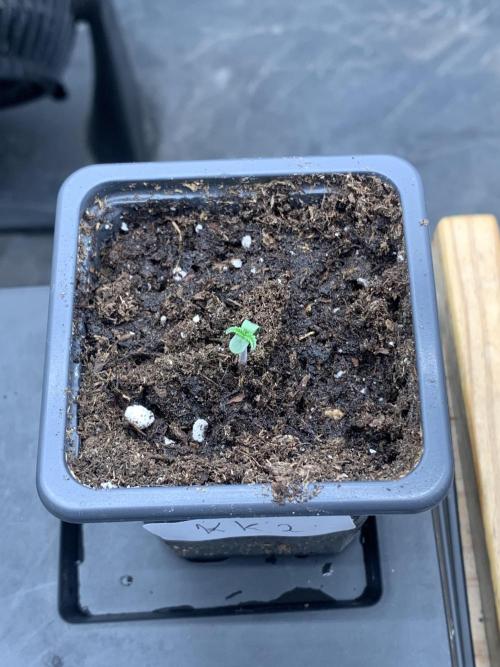 Kritikal K. Week 0 - 14/02 - D3 #K2