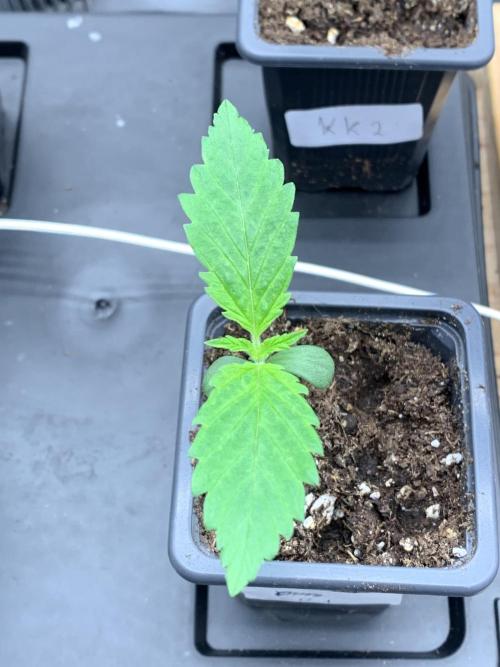 Eternity Grow Cup 2. Week 1 - 21/02 - D10 #sb1