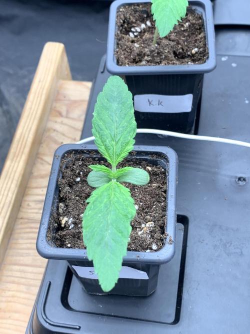 Eternity Grow Cup 2. Week 1 - 21/02 - D10 #sb2
