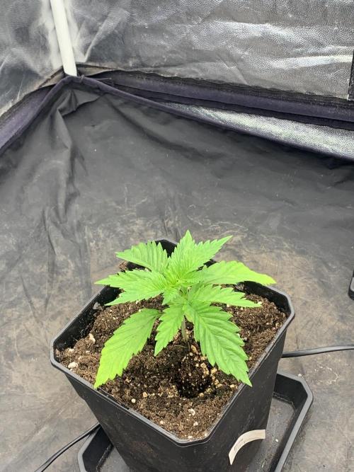 Eternity Grow Cup 2. Week 2 - 4/03 - D22 #SB1