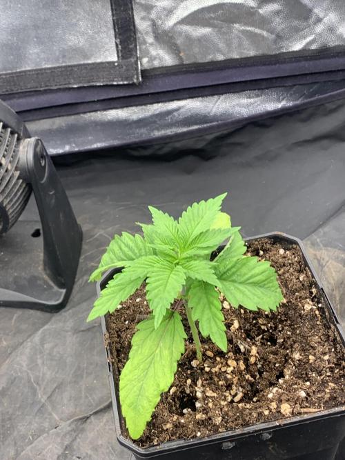 Eternity Grow Cup 2. Week 2 - 4/03 - D22 #SB2
